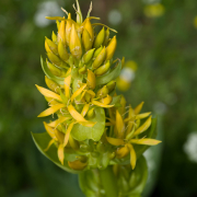 YELLOW GENTIAN ROOT EXTRACT (Yellow gentian grows in European mountain areas)