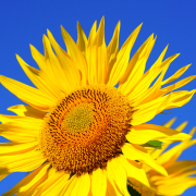 SUNFLOWER SEED OIL