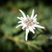 EDELWEISS (Edelweiss grows at high altitudes in the alpine mountains)