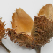 EUROPEAN BEECH EXTRACT