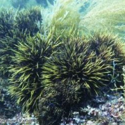 RHODYSSEY (extract of the algae Rhodophyceae family) increases mitochondrial activity: cellular oxygenation and energy supply improves skin regeneration skin barrier function immediate hydrating effect